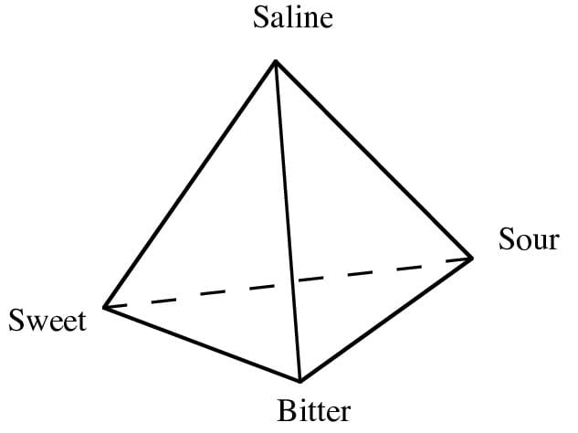 a 3D tetrahedron with Sweet, Sour, Saline(Salty), and Bitter at the four corners.
