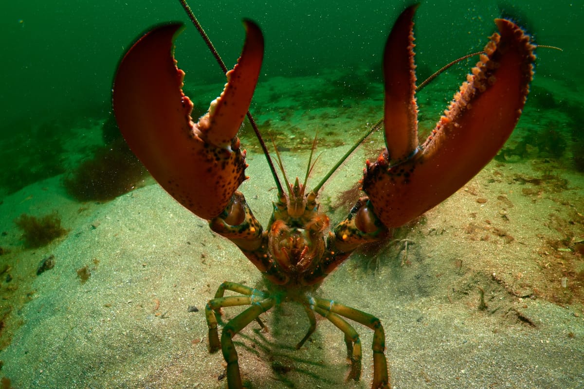 A lobster standing on the bottom of the ocean with its claws raised as it looks at the camera.